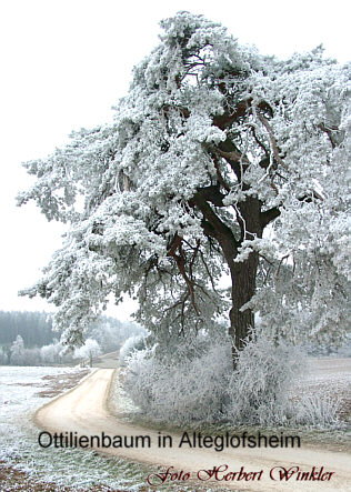Ottilienföhre- Baum Alteglofsheim im Winter