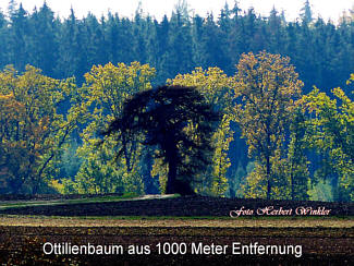 Ottilienbaum- Ottilienföhre Alteglofsheim