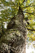 Stammbaum der Eiche