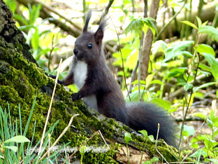 Eichhörnchen macht Kontrolle, Foto Herbert Winkler