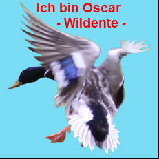 Wildente Oscar, Fotografie von Herbert Winkler 