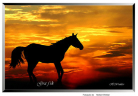 Pferd  bei Sonnenuntergang Herbert Winkler 