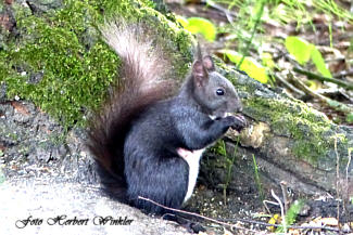Eichhörnchen - Bitte mehr Nüsse , herbert Winkler