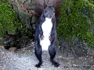 Eichhörnchen- Was ist los, wie schau ich aus, Foto Herbert Winkler