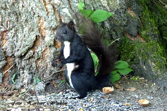 Eichhörnchen- Die Nüsse sind aus; herbert Winkler