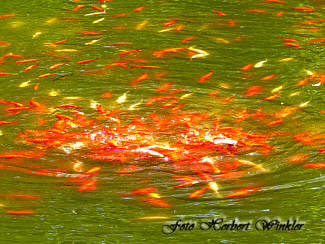 Goldfische im Teich, Herbert Winkler