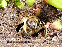 Wildbiene kommt aus Erdloch- Foto Herbert Winkler